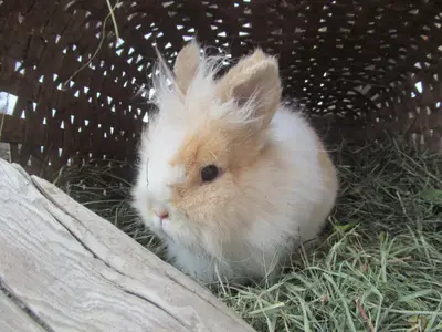 Osterhase