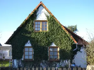 Ferienwohnung für 3 Personen (50 m²) in Insel Hiddensee