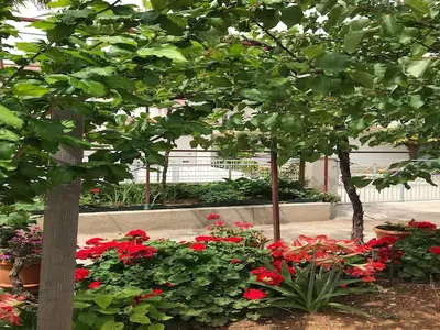 GardenSummer