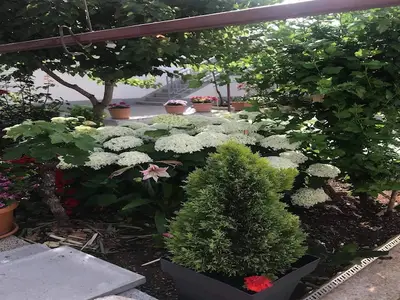 GardenSummer
