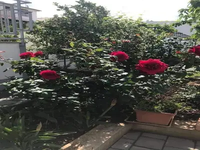 GardenSummer
