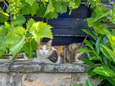 Ferienwohnung für 2 Personen (50 m²) in Vodnjan 7/10