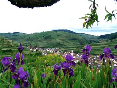 Oberbergen im Mai mit wilden Lilien