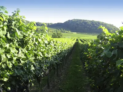 Ferienwohnung für 5 Personen (65 m²) in Vogtsburg 1/10