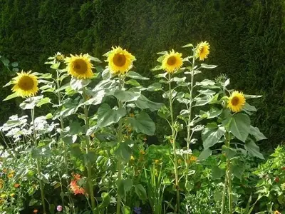 Ferienwohnung für 5 Personen (60 m²) in Vöhrenbach 8/10