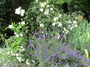 Rosen und Lavendel