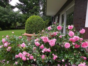 Rosenbeet an der Terrasse