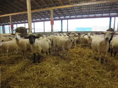 Ferienhof Landfrieden Schafe