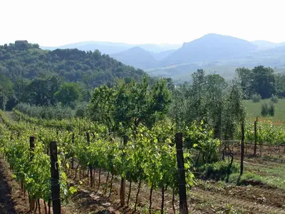 Direkte Umgebung des Objekts. Weinberg