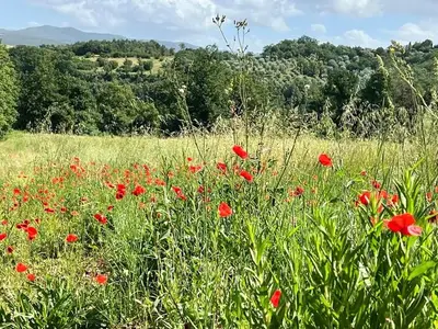 Ferienwohnung für 2 Personen (56 m²) in Volterra 9/10