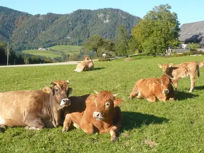 Ferienwohnung für 6 Personen (85 m²) in Vorderstoder 7/10
