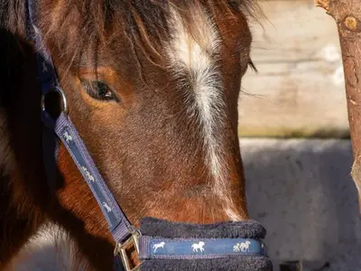 Ferienwohnung für 6 Personen (80 m²) in Vorderstoder 3/10