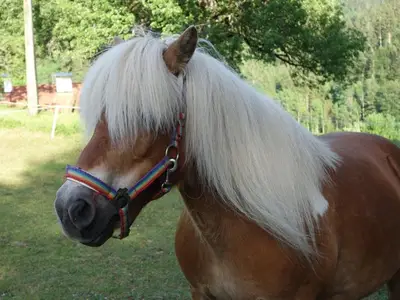 Ferienwohnung für 6 Personen (80 m²) in Vorderstoder 5/10