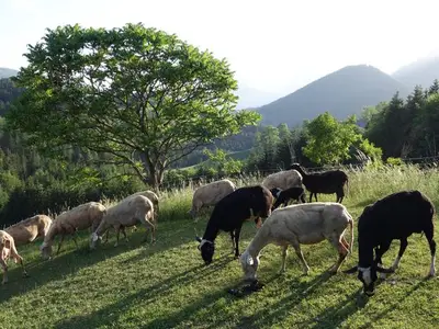 Ferienwohnung für 6 Personen (80 m²) in Vorderstoder 7/10