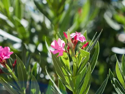 Ferienwohnung für 6 Personen (70 m²) in Vrbnik 8/10