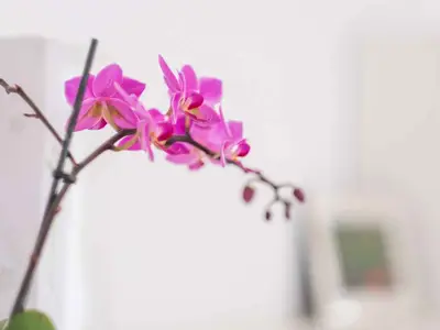 Ferienwohnung für 4 Personen (57 m²) in Vrbnik 8/10