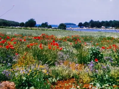 Ferienwohnung für 4 Personen (60 m²) in Vrsar 5/10