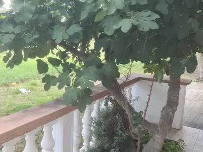 Outdoor