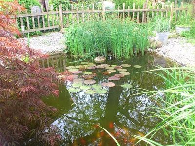 Teich am Gartenhaus