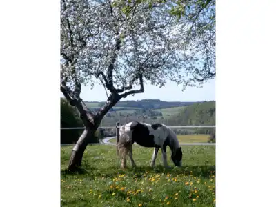 Aussicht mit Pferd