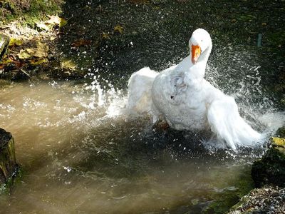 Tiere am Hof