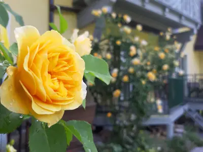 Rosen