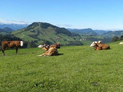 Auch die Kühe genießen die schöne Hügellandschaft