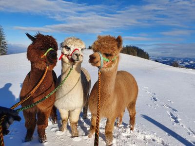 Otto, Xaver und Elvira