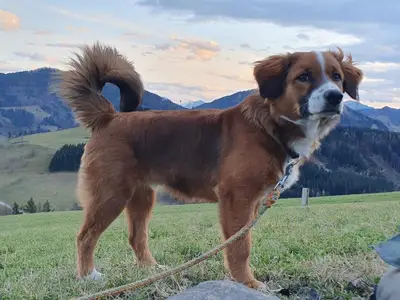 Haushund - Nico