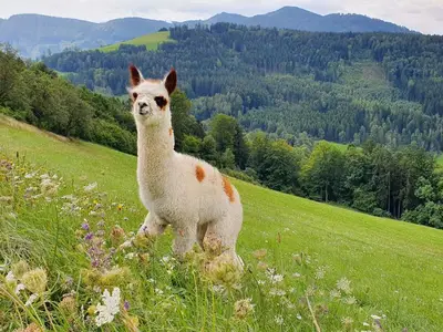 Alpaka - Rosa