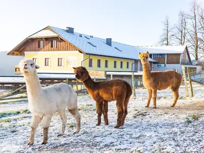 Alpakas