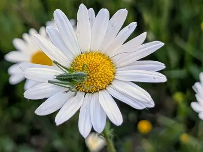 Ferienwohnung für 5 Personen (80 m²) in Waischenfeld 5/10
