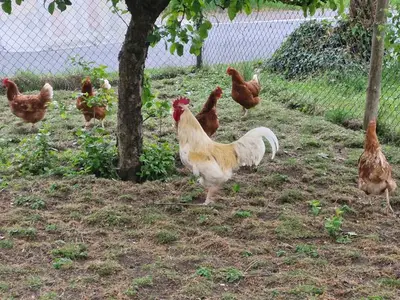 Ferienwohnung für 5 Personen (80 m²) in Waischenfeld 7/10