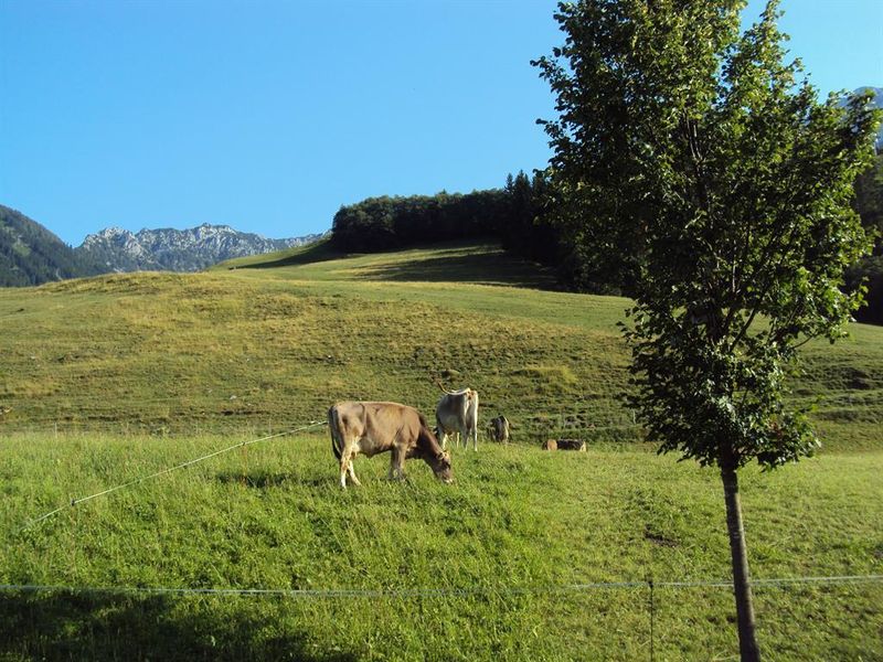 19007628-Ferienwohnung-6-Walchsee-800x600-2