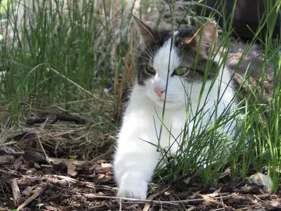 Hauskatze Rubin