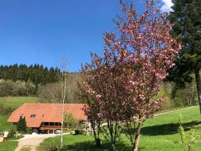 Ferienwohnung für 3 Personen (32 m²) in Waldkirch 1/10