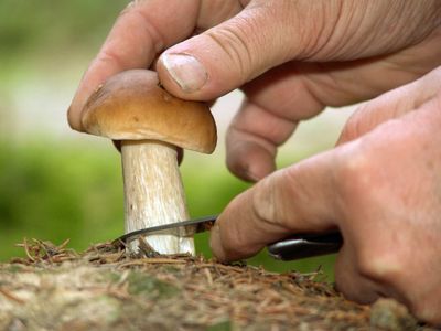 Pilze sammeln in den Wäldern rund um Waldsassen