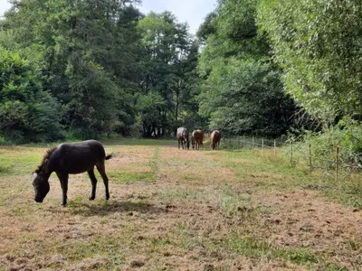 Ferienwohnung für 4 Personen (90 m²) in Wallscheid 7/10