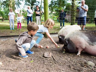 kinder-beim-schweine-fttern