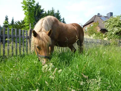 Pony