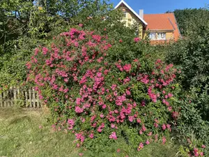 Ferienwohnung für 4 Personen (55 m²) in Walsrode