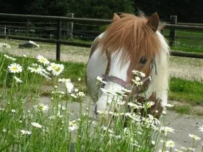 Tiere