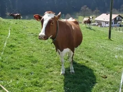 Tiere