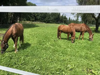 Ferienwohnung für 4 Personen (80 m²) in Wangen im Allgäu 4/10