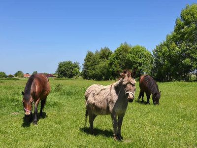 Ferienwohnung für 4 Personen (60 m²) in Wangerland 8/10