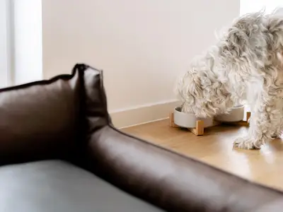 Hundefressnäpfe