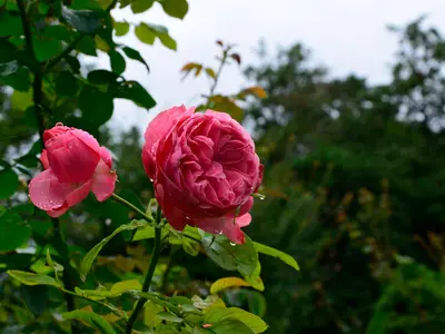 Ferienwohnung für 3 Personen (45 m²) in Wangerland 10/10