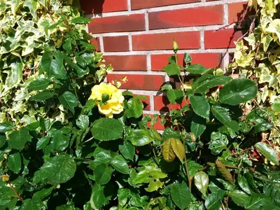 Rose am Haus