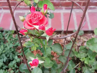Rose