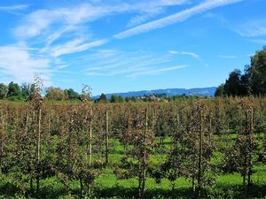 23357809-Ferienwohnung-4-Wasserburg am Bodensee-300x225-2